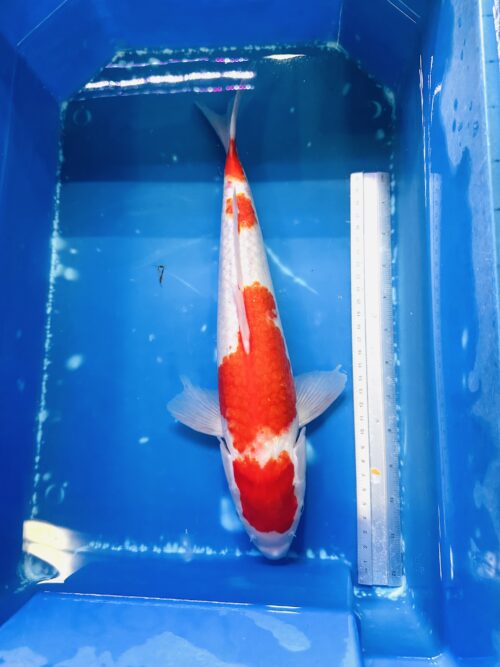 Ginrin Kohaku 30-35cm KOI