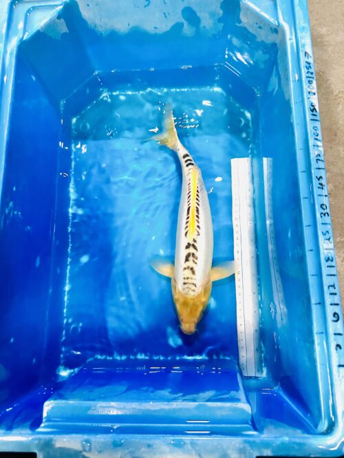 Kohaku 45-50 KOI - Image 2