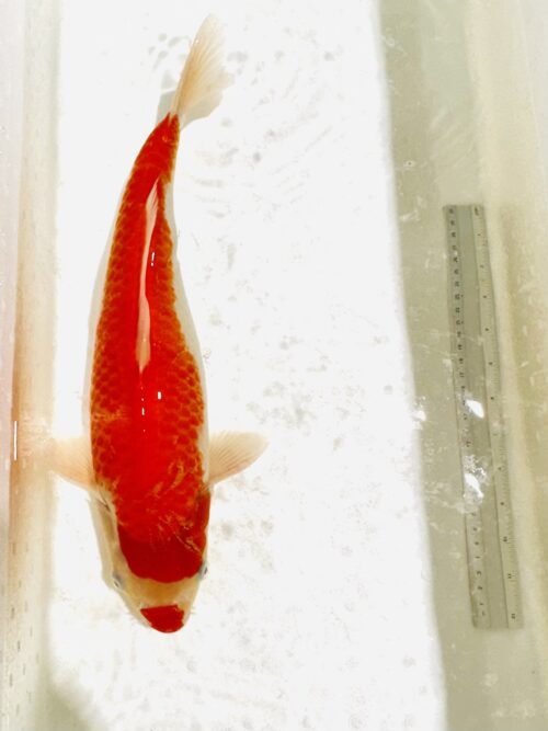 Kohaku 45-50 KOI
