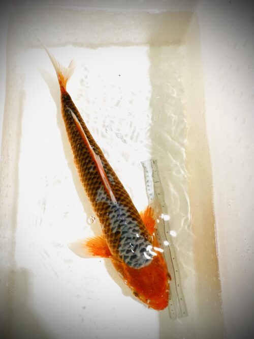 Hana Asagi 55-60 KOI