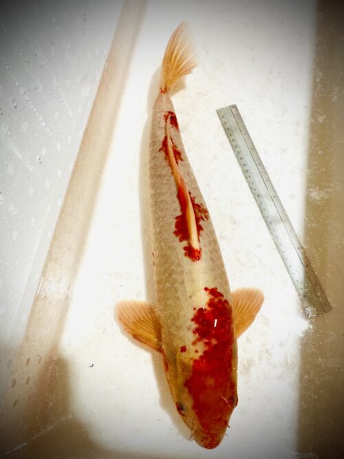 Kohaku 50-55 KOI