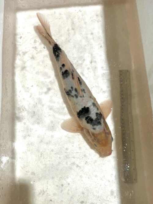 Bekko 45 - 50 KOI