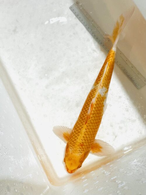 Yamabuki Orange Ogon 40-45 KOI - Image 2
