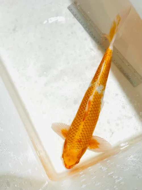 Yamabuki Orange Ogon 40-45 KOI
