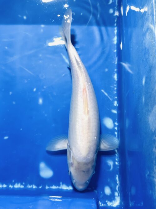 Shiro Muji 30-35cm KOI - Image 2