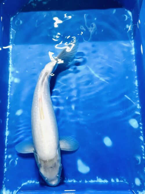 Shiro Muji 30-35cm KOI - Image 3
