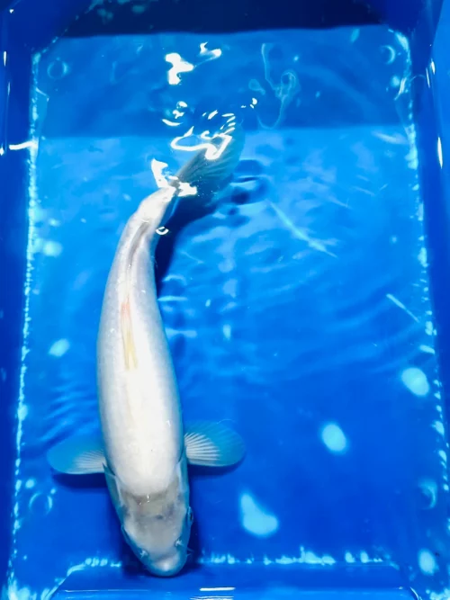 Shiro Muji 30-35cm KOI