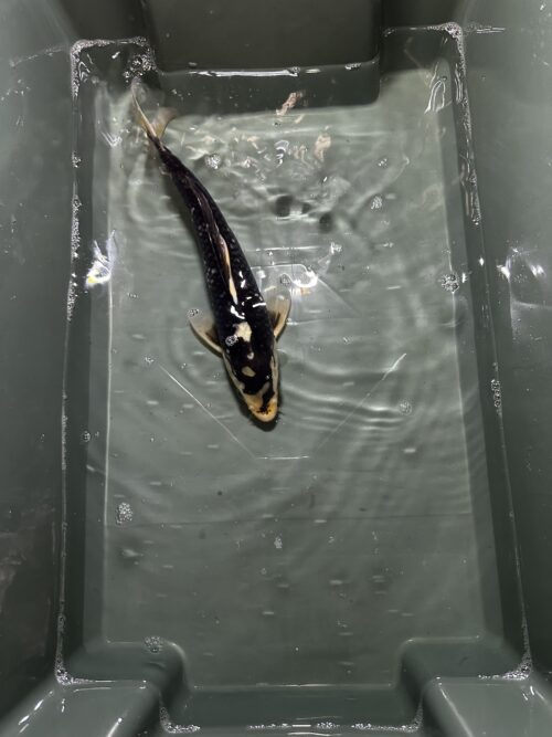 Kujaku 30-35 KOI - Image 2
