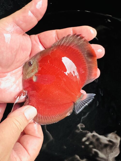 Super San Merah 7/8cm BO