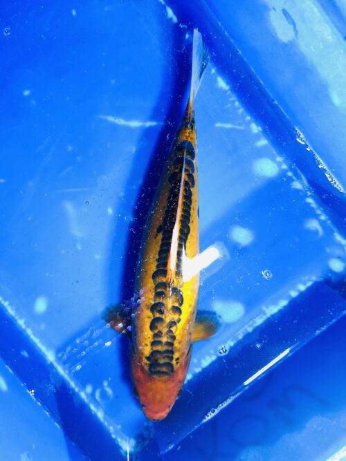 Hana Shusui 35cm KOI