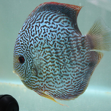 Coffs Discus Galaxy Show Pair 1