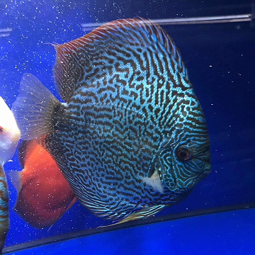 Coffs Discus Galaxy Show Pair 2