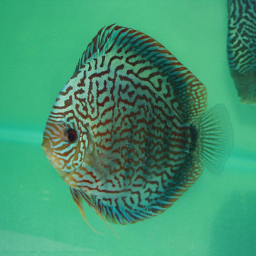 Coffs Discus Galaxy Show Pair 3