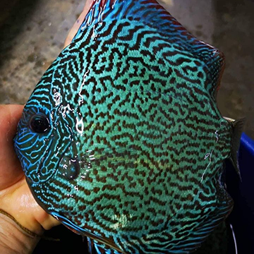 Coffs Discus Galaxy Show Pair 4
