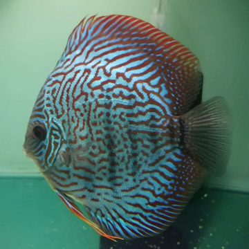 Coffs Discus Galaxy Show Pair 5
