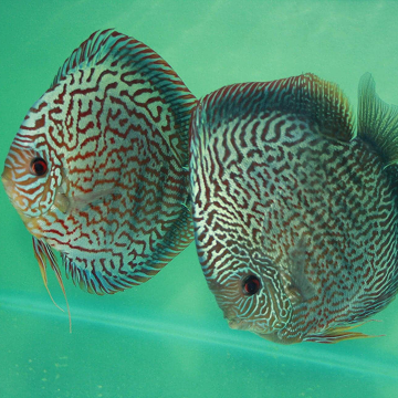 Coffs Discus Galaxy Show Pair 6