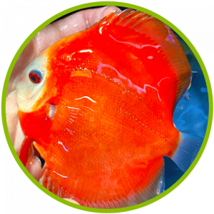 Unique Discus Feature Unique Discus Feature